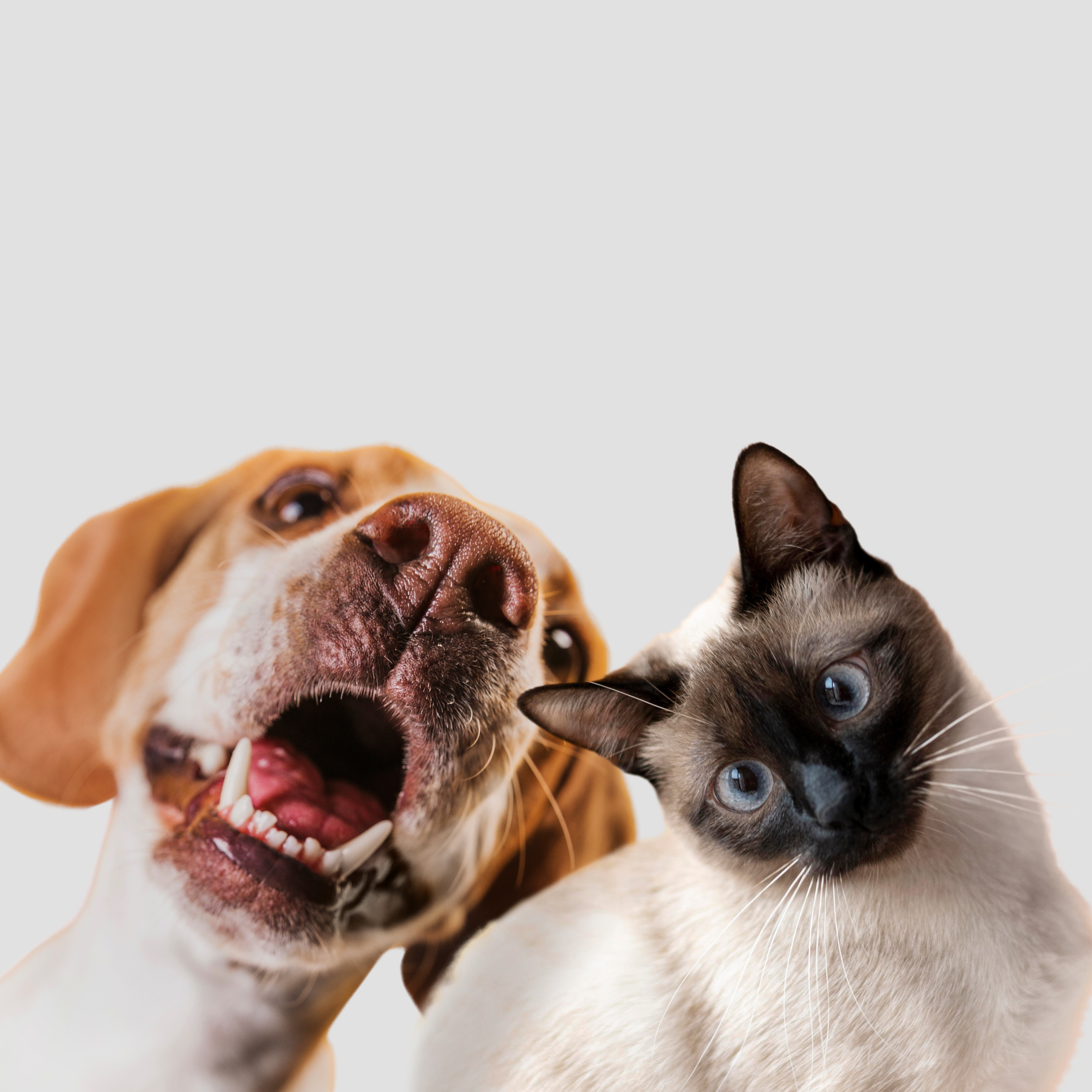 Banner da Mini Pet Store com pets felizes